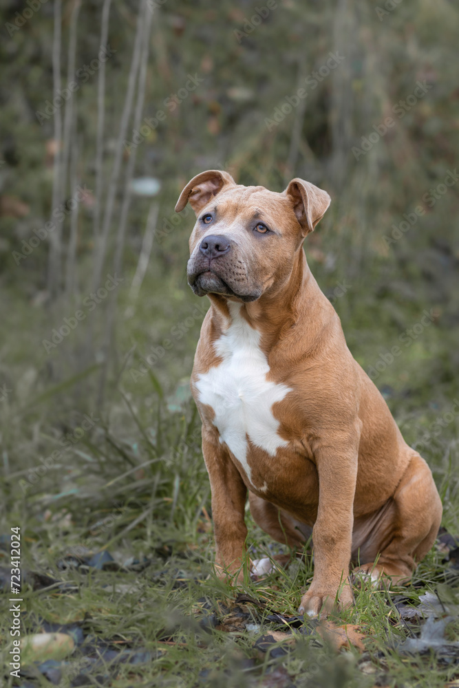 The cute Bully dog sit on the wood 