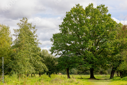 Summer landscape of countryside in South Limburg (Zuid-Limburg) with nature gravel path through the tree in wood, Epen is a village in the southern part of the Dutch province of Limburg, Netherlands.