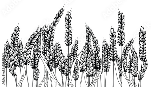 Wheat ears. Hand drawn rye in vintage engraving style. Farm organic food concept. Vector illustration