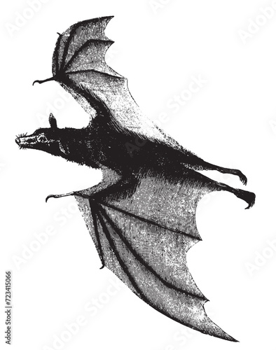 black and white bat illustration