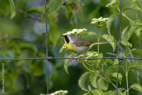 The common yellowthroat (Geothlypis trichas) it is also known as the yellow bandit. It is an abundant breeder in North America, ranging from southern Canada to central Mexico. photo