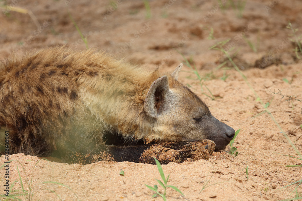 Tüpfelhyäne / Spotted hyaena / Crocuta crocuta Tüpfelhyäne / Spotted hyaena / Crocuta crocuta