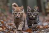 Two fluffy kittens explore the autumn ground, their curious whiskers twitching as they frolic among fallen leaves