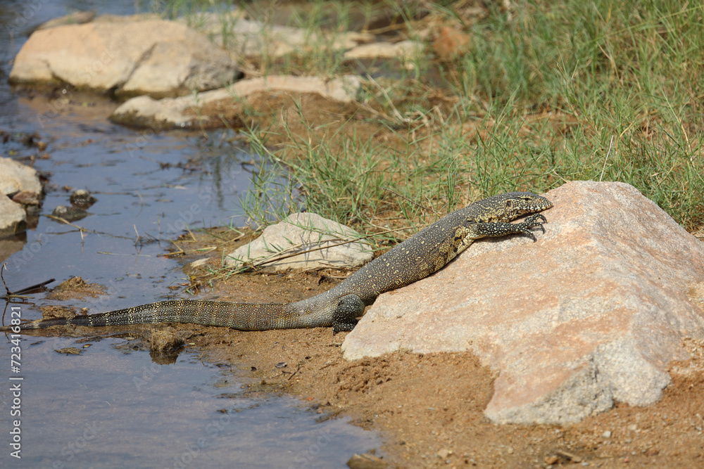 Nilwaran / Nile monitor / Varanus niloticus Nilwaran / Nile monitor / Varanus niloticus