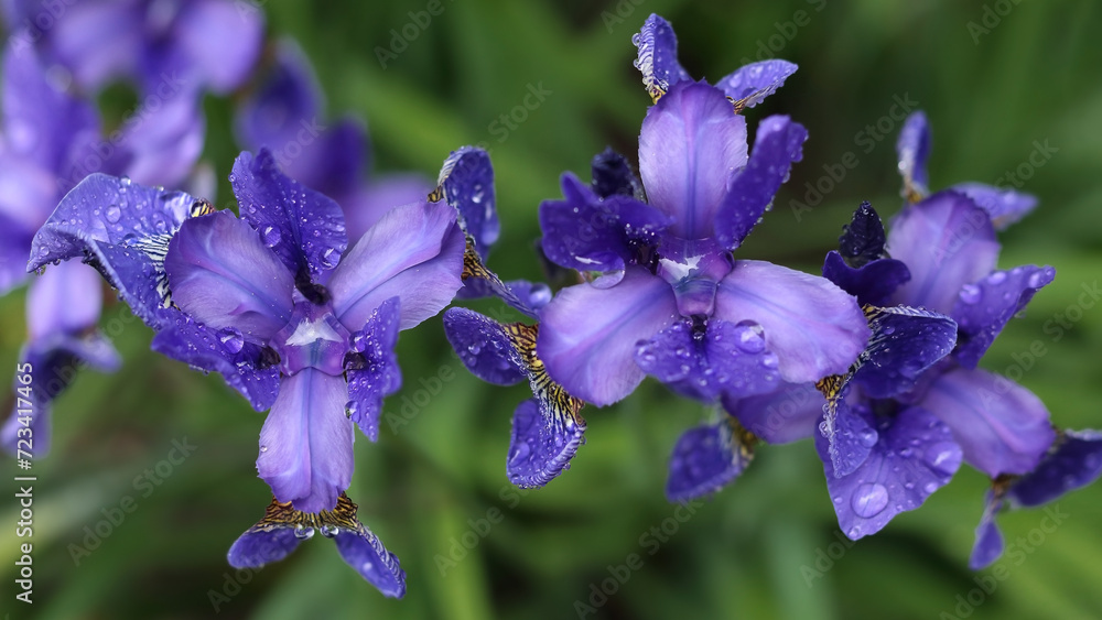 Close-up of a purple flower iris on blurred green natural background. Purple Iris germanica or Bearded Iris on the background of bright green landscaped garden. place for text. Iridaceae