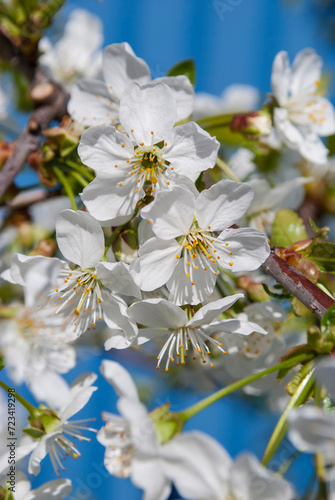 delicate cherry flowers among green leaves