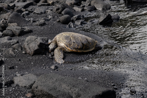 Turtle basking on black sand beach in Hawaii