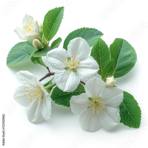 jasmine flower with white background © Mahavira Osa