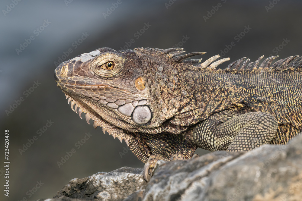 Closeup, Green Iguana (Iguana iguana) sitting on rock, on the shore of the island of Aruba. Looking at camera.
Closeup, Green Iguana (Iguana iguana) sitting on rock, on the shore of the island of Aruba. Looking at camera.