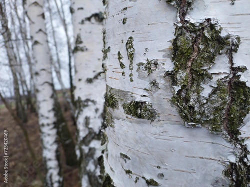 Fototapeta Naklejka Na Ścianę i Meble -  Brzoza