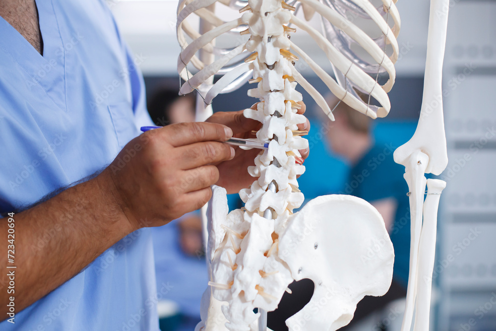 By pointing to the backbones of human skeleton, chiropractor diagnoses physical defects and explains pain. Close-up of medical assistant revealing osteopathy system and spinal cord.