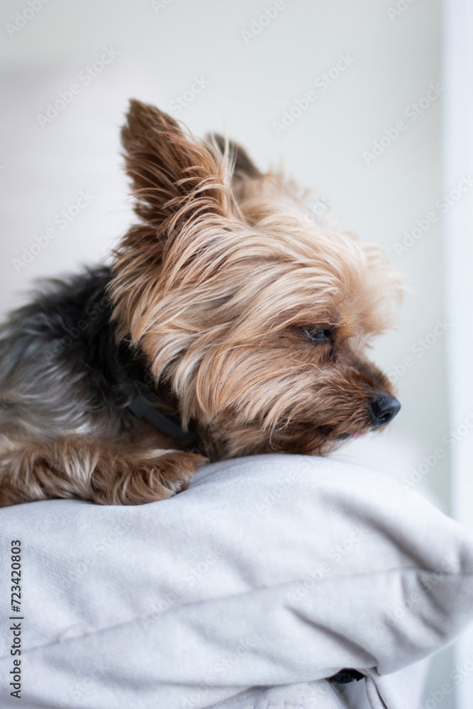 Perro Yorkshire descansando cómodo Perro Yorkshire descansando cómodo