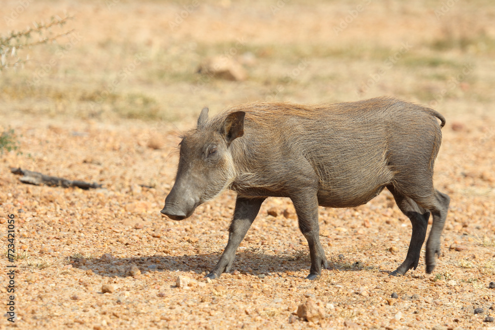 Warzenschwein / Warthog / Phacochoerus africanus Warzenschwein / Warthog / Phacochoerus africanus