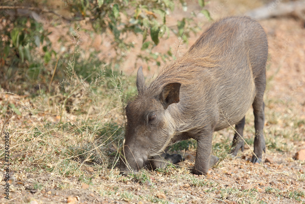 Warzenschwein / Warthog / Phacochoerus africanus Warzenschwein / Warthog / Phacochoerus africanus