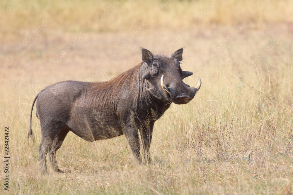Fototapeta premium Warzenschwein / Warthog / Phacochoerus africanus