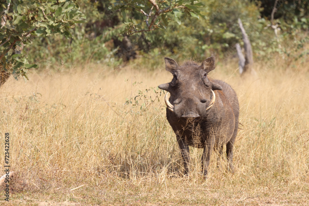 Fototapeta premium Warzenschwein / Warthog / Phacochoerus africanus