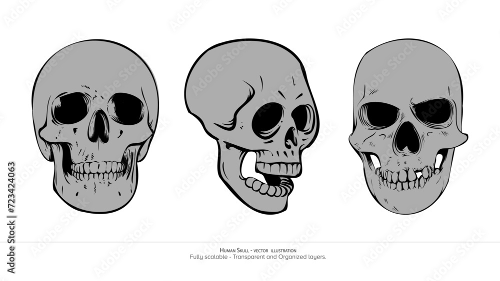 Anatomy of human head, Human skull vector illustration. Creepy human skeleton. Hand drawn, line art Anatomy of human head, Human skull vector illustration. Creepy human skeleton. Hand drawn, line art