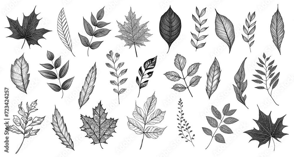 A collection of black and white leaf drawings. Sketch floral elements for design in imprint stamp slyle. Graphic leaves set hand drawn A collection of black and white leaf drawings. Sketch floral elements for design in imprint stamp slyle. Graphic leaves set hand drawn