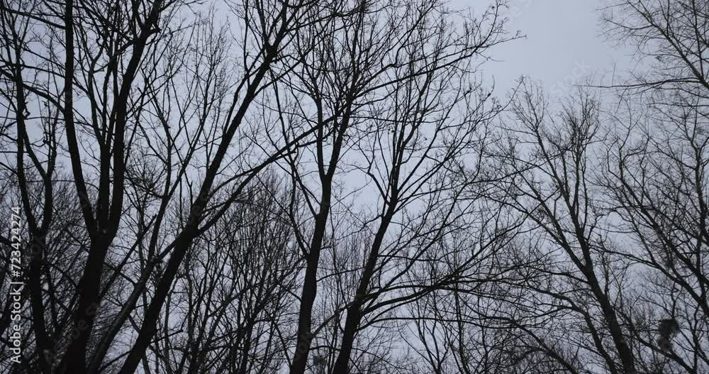 deciduous trees in winter during snowfall , bare deciduous trees in snowy cold winter deciduous trees in winter during snowfall , bare deciduous trees in snowy cold winter