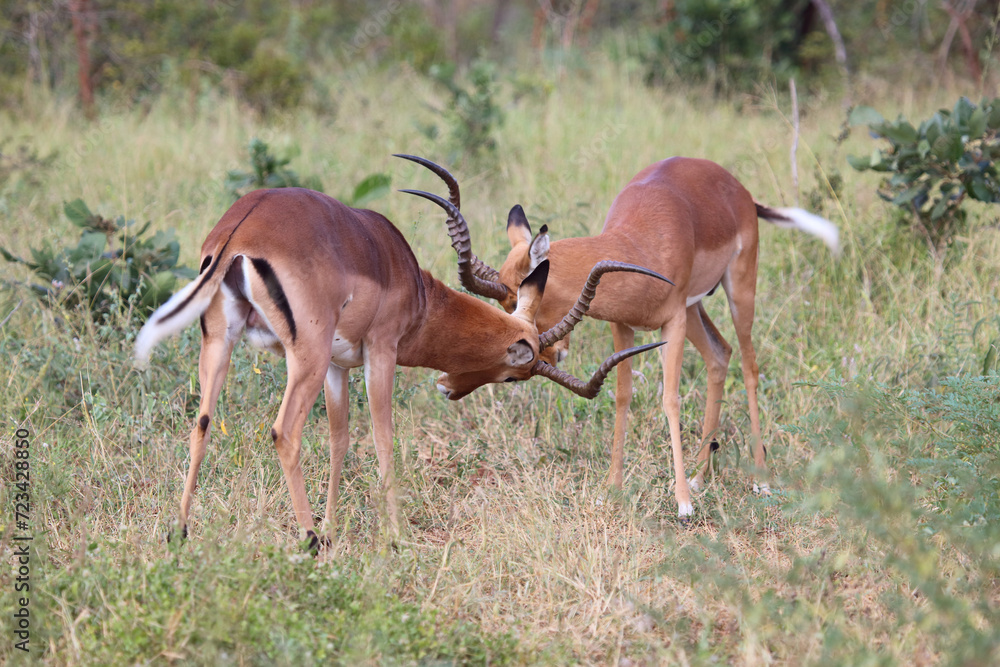 Schwarzfersenantilope / Impala / Aepyceros melampus Schwarzfersenantilope / Impala / Aepyceros melampus