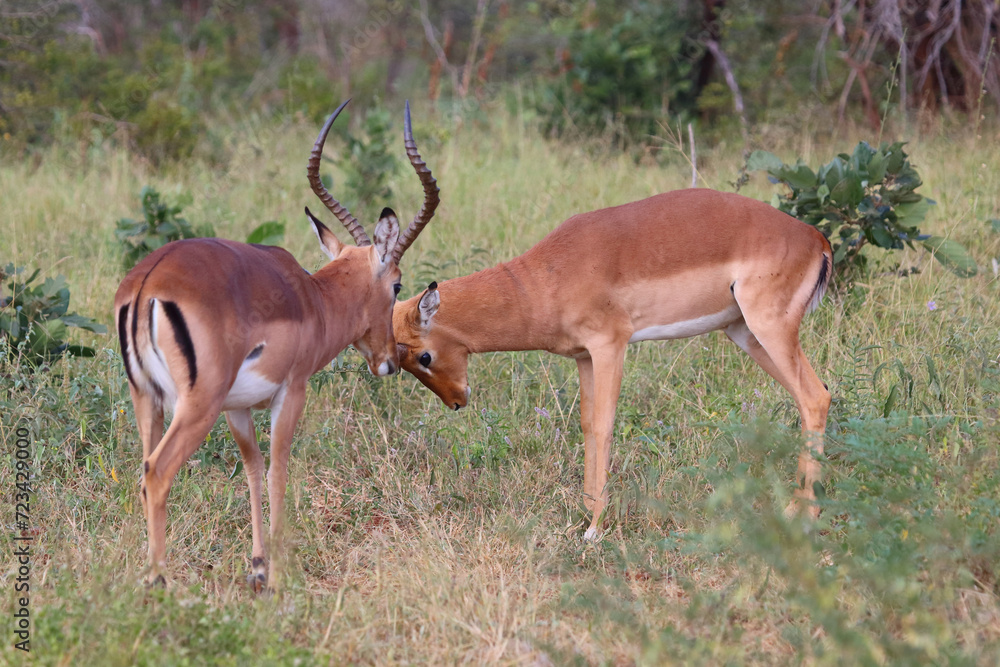 Schwarzfersenantilope / Impala / Aepyceros melampus Schwarzfersenantilope / Impala / Aepyceros melampus