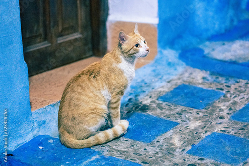 Cat in the Blue City of Chefchaouen, Morocco © Zohang Yuriy
