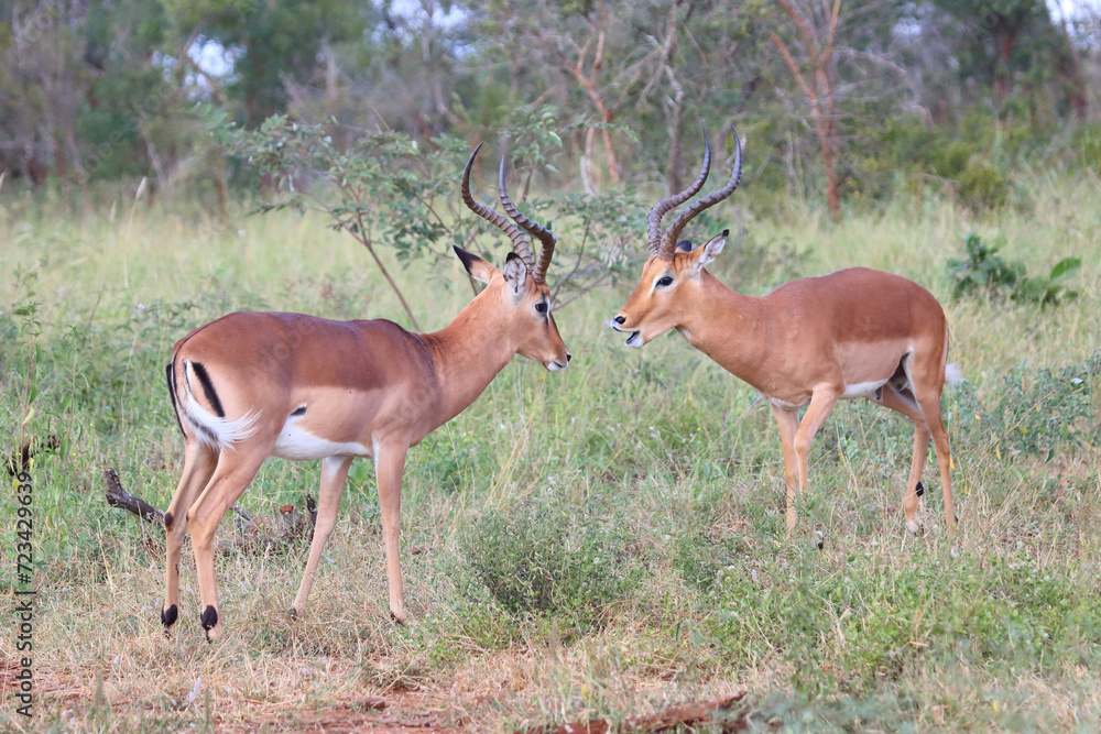 Schwarzfersenantilope / Impala / Aepyceros melampus Schwarzfersenantilope / Impala / Aepyceros melampus