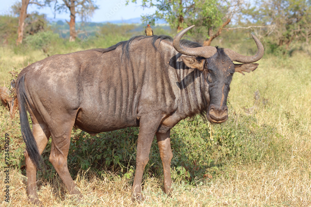 Streifengnu und Rotschnabel-Madenhacker/ Blue wildebeest and Red-billed oxpecker / Connochaetes taurinus et Buphagus erythrorhynchus Streifengnu und Rotschnabel-Madenhacker/ Blue wildebeest and Red-billed oxpecker / Connochaetes taurinus et Buphagus erythrorhynchus
