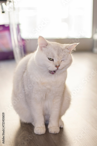 British Shorthair silver gradient cat   © SHELL
