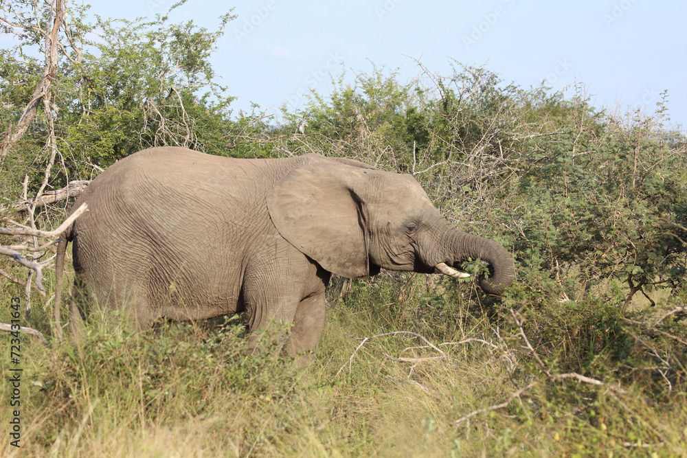 Obraz premium Afrikanischer Elefant / African elephant / Loxodonta africana
