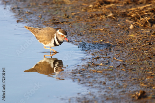 Dreibandregenpfeifer / Three-banded plover or Three-banded sandplover / Charadrius tricollaris