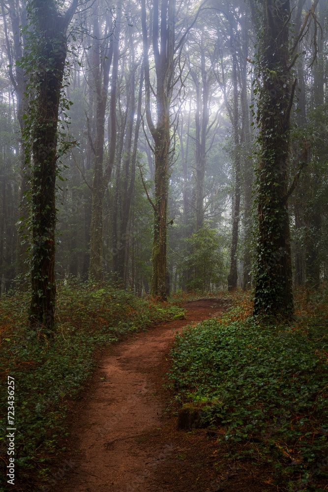 Obraz premium A path in the forest with ivy covered tree trunks and fog in Sintra mountain