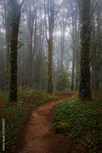 A path in the forest with ivy covered tree trunks and fog in Sintra mountain