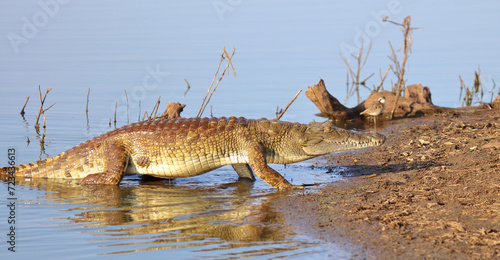 Nilkrokodil   Nile crocodile   Crocodylus niloticus