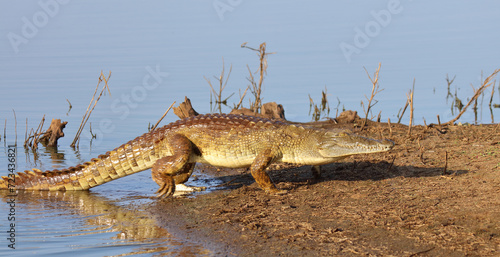 Nilkrokodil   Nile crocodile   Crocodylus niloticus