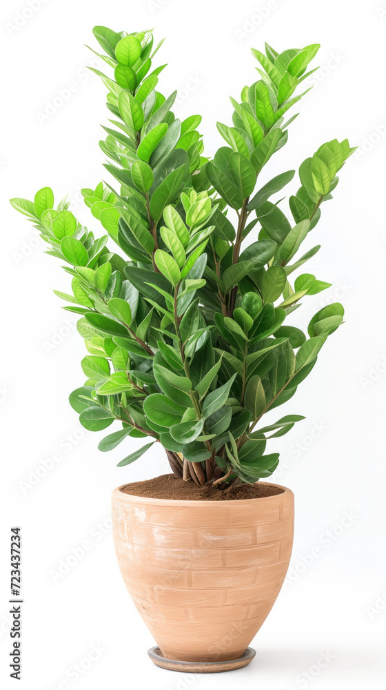 A close-up of a vibrant zamioculcas, a tropical plant native to Africa, in an elegant terracotta pot. The green foliage contrasts with the white background, creating a minimalist and stylish image. A close-up of a vibrant zamioculcas, a tropical plant native to Africa, in an elegant terracotta pot. The green foliage contrasts with the white background, creating a minimalist and stylish image.