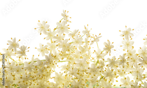 Foto Elderberry flowers