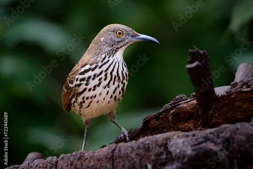 Long-billed Thrasher, Toxostoma longirostre, posing on a log in the South Texas, Estero Llano Grande State Park.