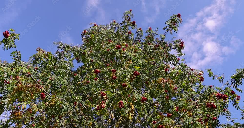 autumn changes on rowan trees on a sunny day, beautiful changes in the color of rowan foliage in the autumn season autumn changes on rowan trees on a sunny day, beautiful changes in the color of rowan foliage in the autumn season
