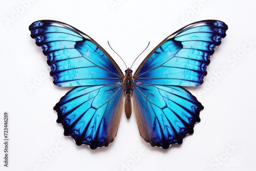front butterfly insect concept © kues1