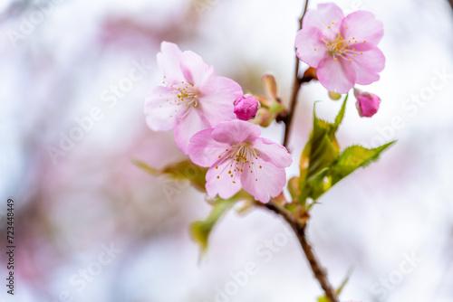 春風に映える桜の花クローズアップ風景
Close-up scenery of cherry blossoms shining in the spring breeze
日本(春)2023年
Japan (Spring) 2023
九州・熊本県南阿蘇村
Minamiaso Village, Kumamoto Prefecture, Kyushu
(南阿蘇桜公園)
(アスペクタ野外劇場) photo