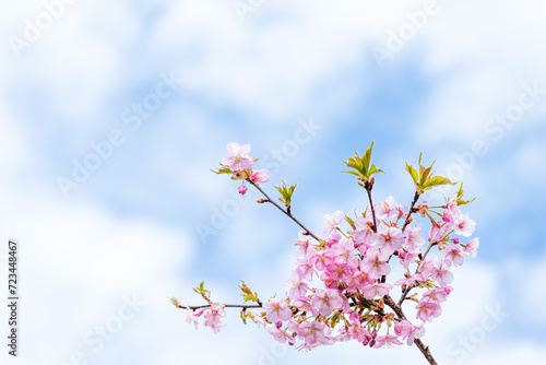 春風に映える桜の花クローズアップ風景
Close-up scenery of cherry blossoms shining in the spring breeze
日本(春)2023年
Japan (Spring) 2023
九州・熊本県南阿蘇村
Minamiaso Village, Kumamoto Prefecture, Kyushu
(南阿蘇桜公園)
(アスペクタ野外劇場) photo