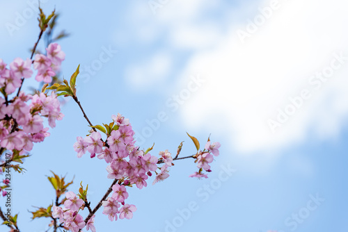 春風に映える桜の花クローズアップ風景
Close-up scenery of cherry blossoms shining in the spring breeze
日本(春)2023年
Japan (Spring) 2023
九州・熊本県南阿蘇村
Minamiaso Village, Kumamoto Prefecture, Kyushu
(南阿蘇桜公園)
(アスペクタ野外劇場) photo