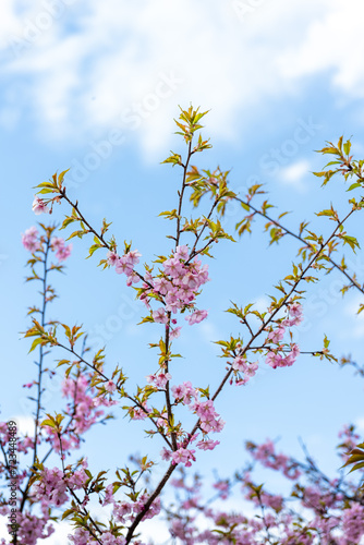 春風に映える桜の花クローズアップ風景
Close-up scenery of cherry blossoms shining in the spring breeze
日本(春)2023年
Japan (Spring) 2023
九州・熊本県南阿蘇村
Minamiaso Village, Kumamoto Prefecture, Kyushu
(南阿蘇桜公園)
(アスペクタ野外劇場) photo