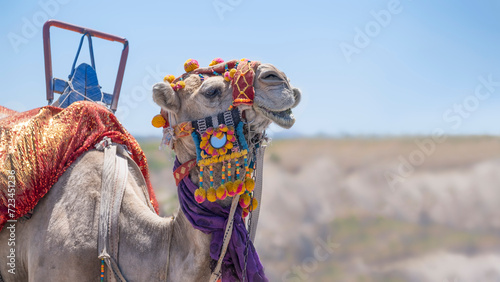 close up of a head of a camel adorned with colorful beads and tassels, camel rides for tourists in capadoccia turkey, copy space, horizontal