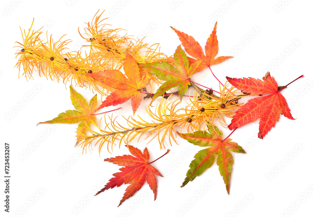 Collection autumn japanese maple leaf and larch twig isolated on white background. Flat lay, top view Collection autumn japanese maple leaf and larch twig isolated on white background. Flat lay, top view