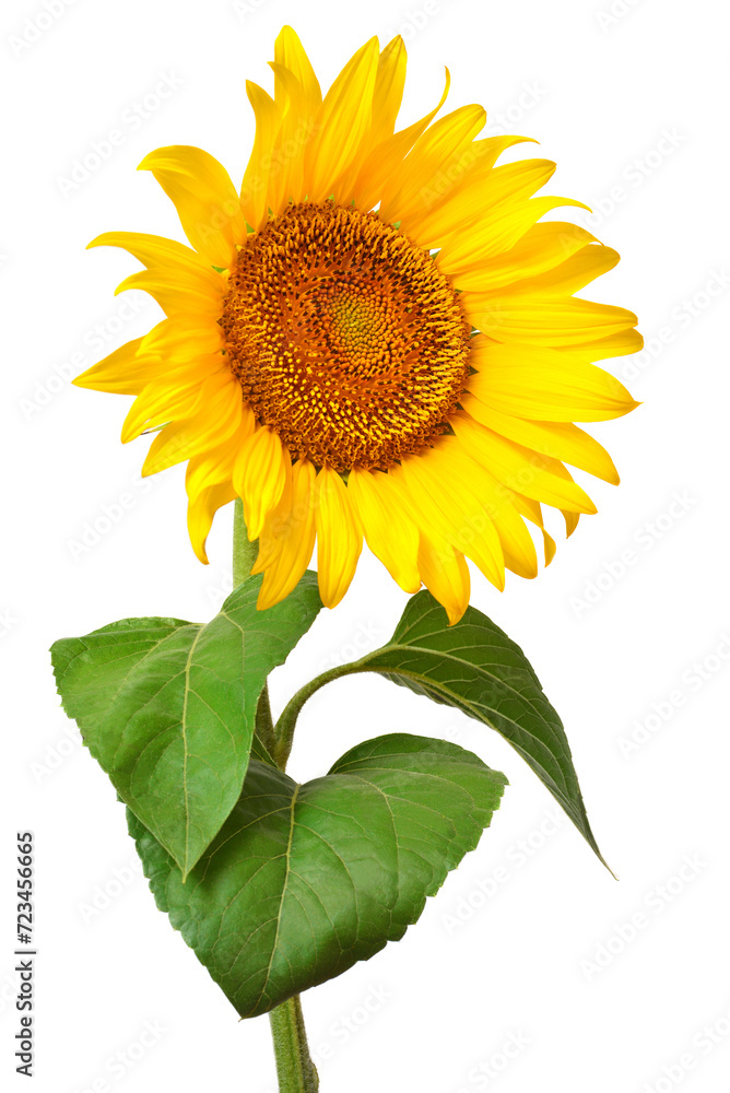 Sunflower isolated on white background. Sun symbol. Flowers yellow, agriculture. Seeds and oil Sunflower isolated on white background. Sun symbol. Flowers yellow, agriculture. Seeds and oil