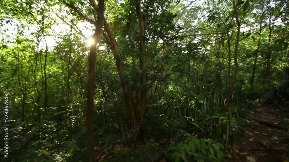 Sunlight peeking through thick Hawaiian foliage Sunlight peeking through thick Hawaiian foliage
