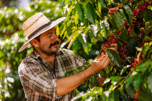 Farmer picking Arabica coffee beans on the coffee tree. photo