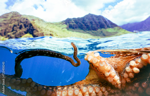 Wild Octopus in Hawaiian Ocean Water 